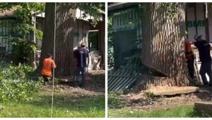 Как не следует рубить огромное дерево во дворе