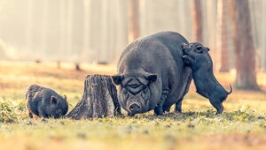 Разные животинки