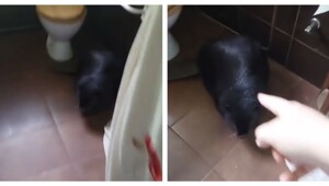 Обычное домашнее животное в Польше