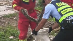 Четырехметровый питон проглотил восемь куриц и добровольно вернул их полицейским