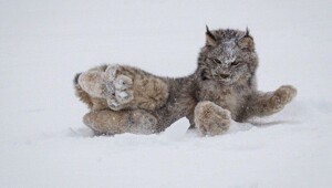 20 животных с невероятными лапами