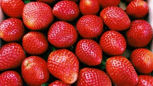 Лесная любительница клубники