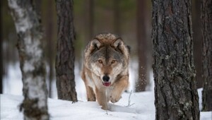 ФотоРу. Мир животных