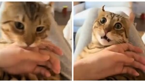 Женщина сломала кота