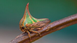 10 редких и странных, но удивительных животных