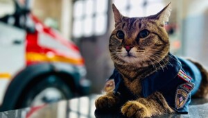 Котики тоже пашут: 20 усатых трудяг, застигнутых в разгар рабочего дня