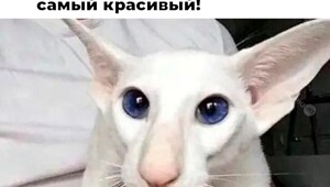 Не ищите здесь смысл. Здесь в основном маразм