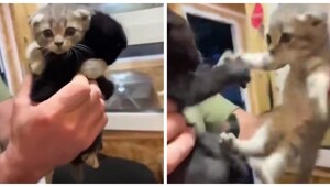 Котёнок не хочет покидать приют без своего брата