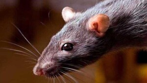 В Британии поймали самую большую за всю историю страны крысу