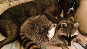 Обнимашковый релакс: 25 фото, герои которых переплюнули все подушки мира