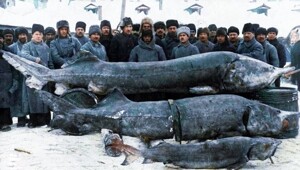 Белуга: 1500 кг — вот нормальный вес этой рыбы!