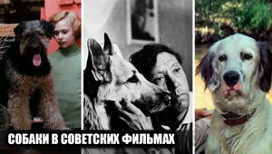 Собаки в 6 популярных советских фильмах: кто сыграл четвероногих героев