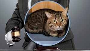 Кота Уголька попытались продать с аукциона в счет долгов хозяина