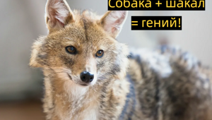 Шалайка: триумф советских учёных