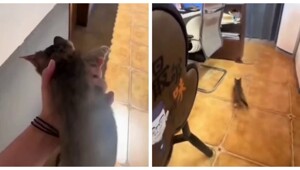 Девушками воспользовалась услугами уличного кота