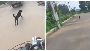 Мужчина необычно проучил собаку, которая лаяла на него
