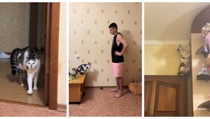 Оценка кота в жанре "тыгыдык": научный подход с юмором
