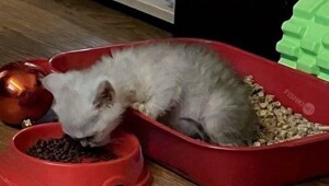 Не ищите здесь смысл. Здесь в основном маразм