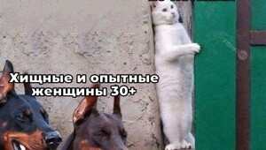 Не ищите здесь смысл. Здесь в основном маразм