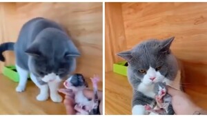 Реакция кота на своего детёныша