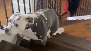 Котёнок напугал взрослого пса