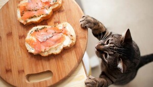 Вороватые кошки и коты