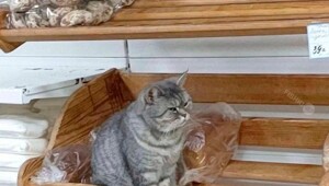 Скрины из соцсетей 