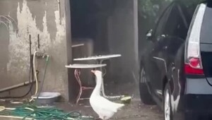 Удивлённый гусь залип на град и получил по клюву