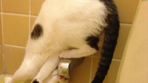 20 алогичных решений, которые способны принять только котики