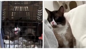 Кота хотели усыпить из-за агрессивного поведения, но девушка сделала невозможное