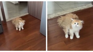 Реакция кошки на новую прическу хозяйки