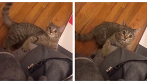 Реакция кошки на кошачью мяту