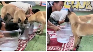 Собака поняла, что её хозяин жульничает