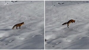 Лиса удачно "нырнула"