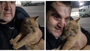 Дальнобойщик развелся с женой из-за пропавшего кота