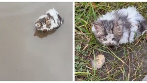 Женщина нашла в луже котёнка