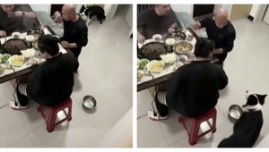 Голодный пёс проучил хозяина