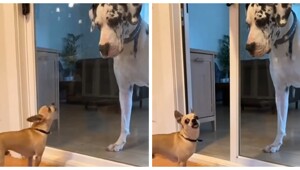 Когда ты смелый только за стеклом