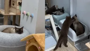 "Лучшее решение": владелица показала, как побороть апатию кота простым способом