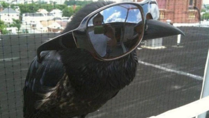 Причины, по которым не стоит заводить дома ворона