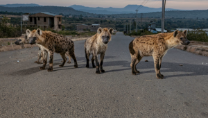 5 фактов, которые меняют представление о гиенах