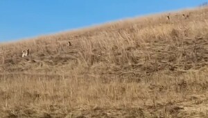 Зоозащитницы хотели сжечь деревню, где собаки напали на ребенка