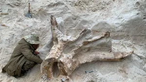 В Ленобласти нашли древнейший пень возрастом 385 млн лет