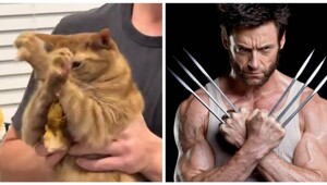 Кот до последнего защищал украденную курицу