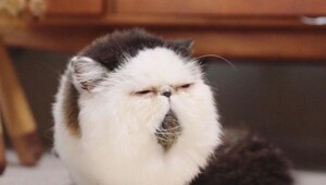 20 одухотворённых мастеров дзена, которые знают о релаксе всё и даже немного больше