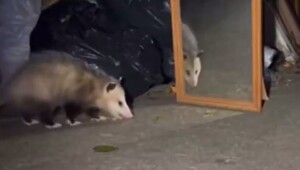 Реакция опоссума на своё отражение в зеркале