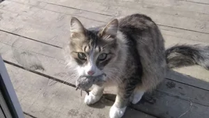 Реальные истории, подтверждающие высокий интеллект и развитую интуицию домашних питомцев