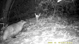 Барсук: обитает по всей России, но вы его не встретите