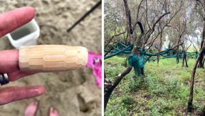 Необычные находки и их объяснение пользователями сети