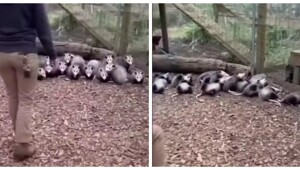 Мужчина напугал семью опоссумов